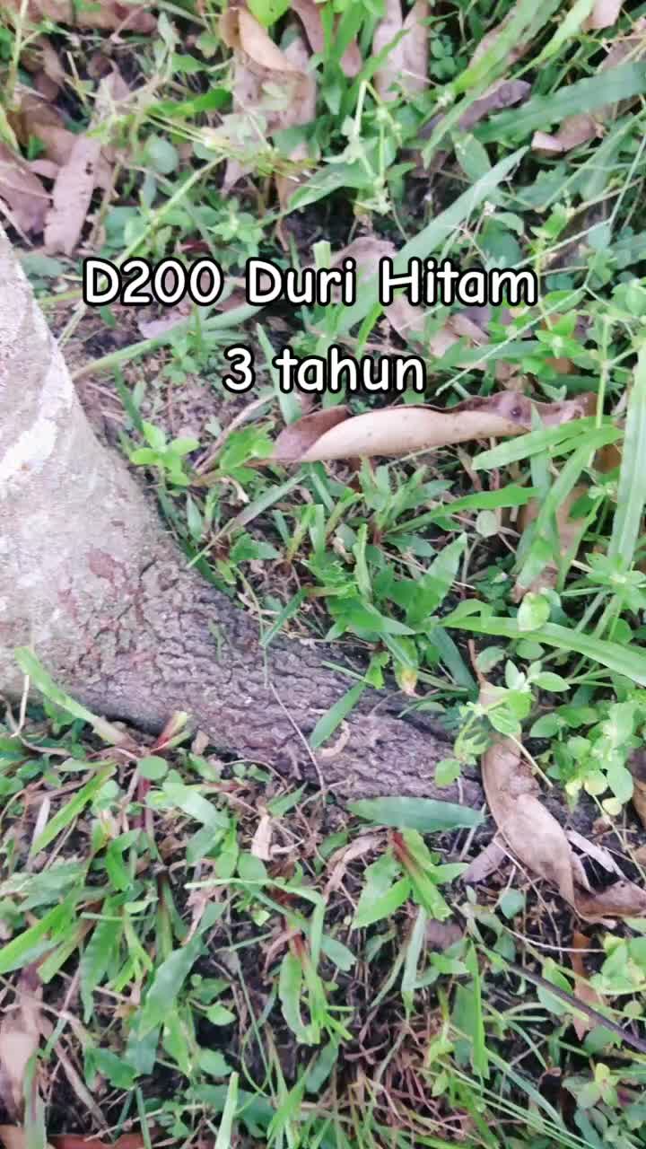 @ADY DURIAN FARM  🌳🚶