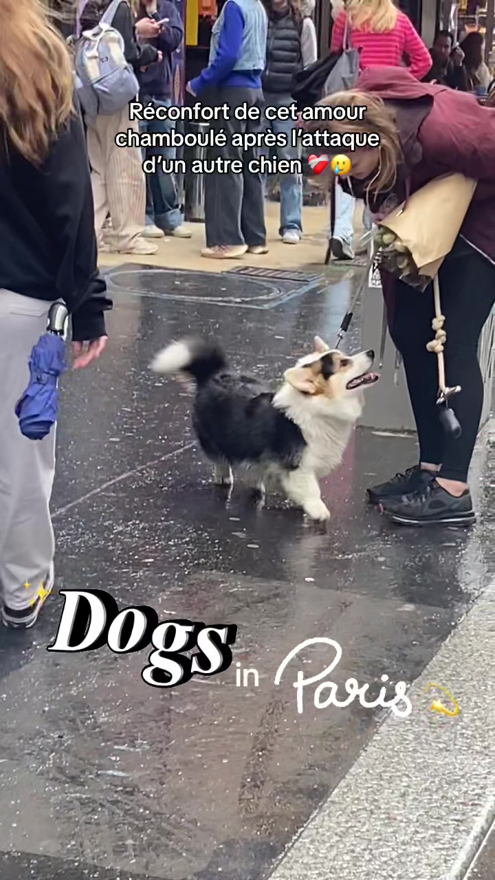 @dogs in Paris 🐶
