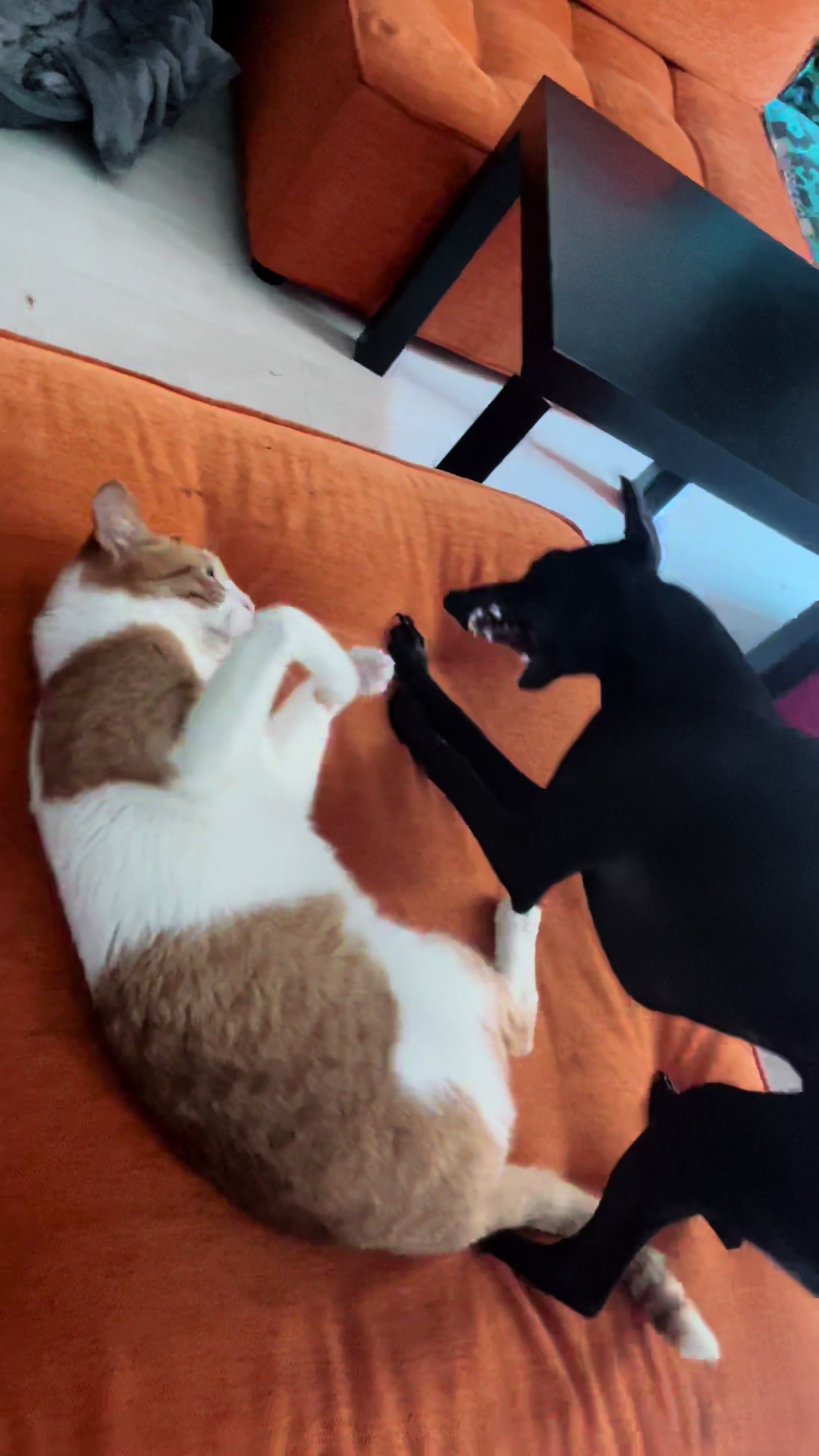 @Chile, Luna y Lorenzo