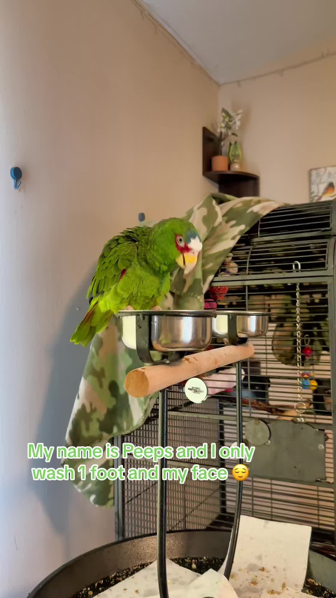 @Peeps