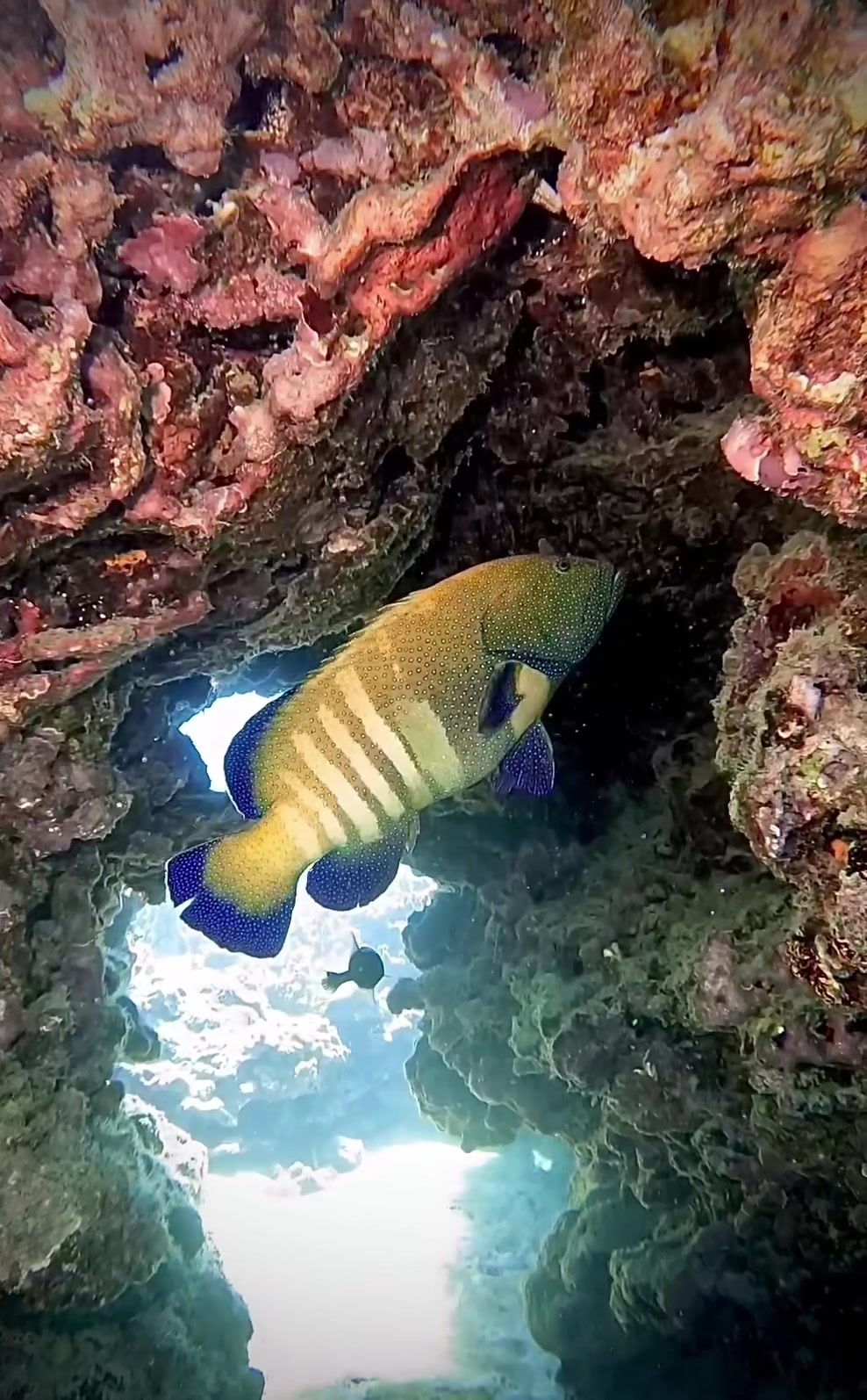 @Sky | Underwater Photographer