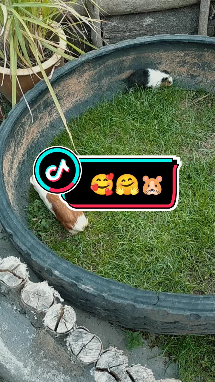 @tikusbelandamelaka