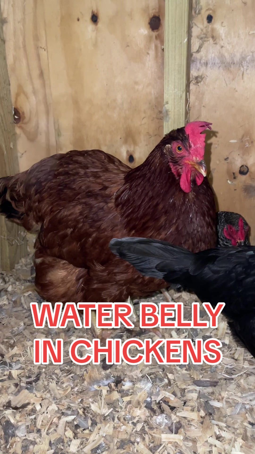 @Gulf Coast Cluckers