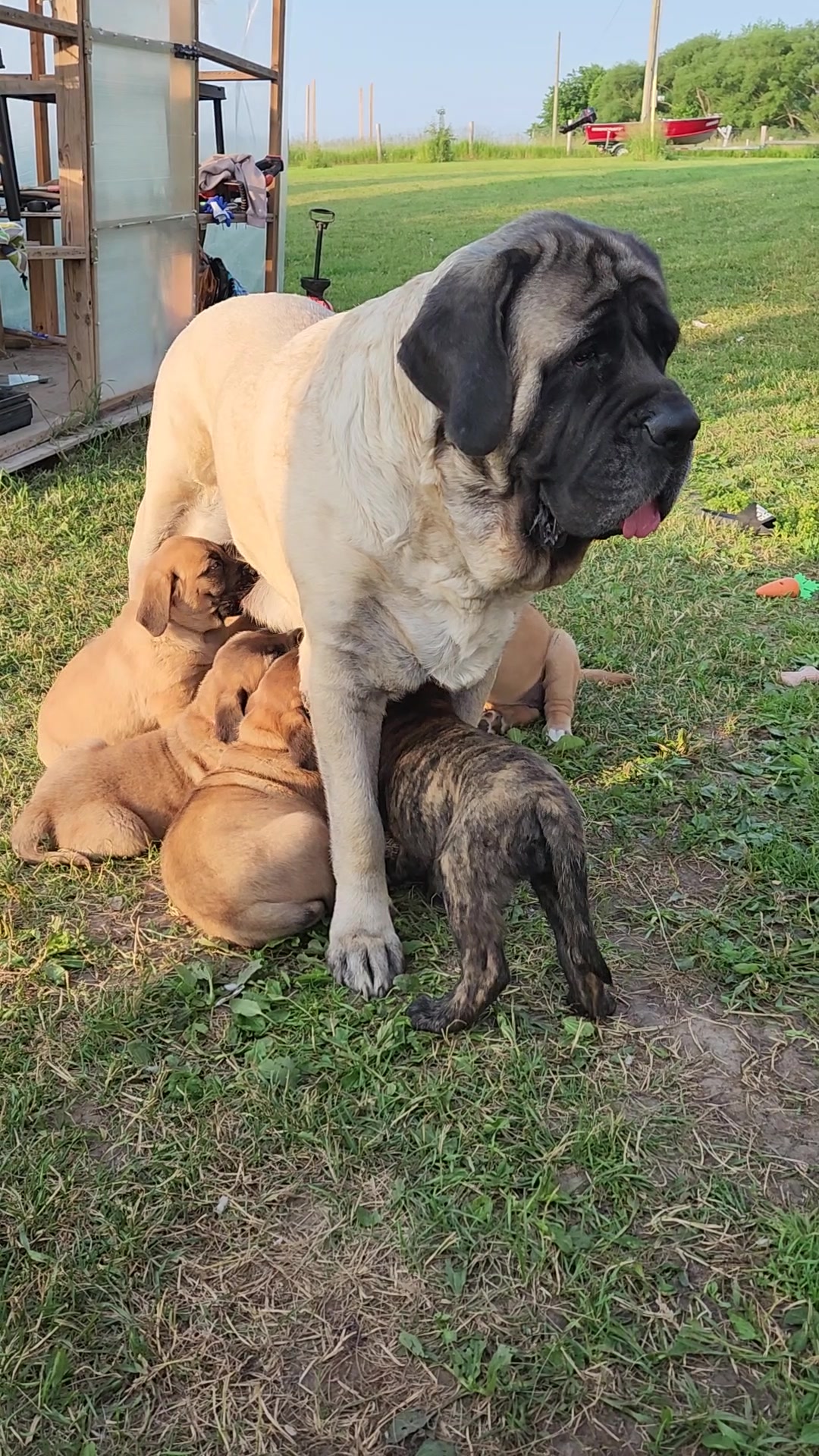@Maple Mastiffs