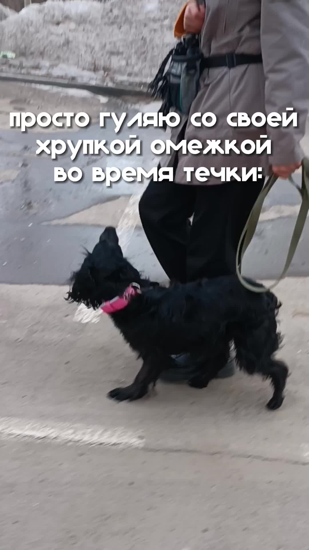 @шакалёнок