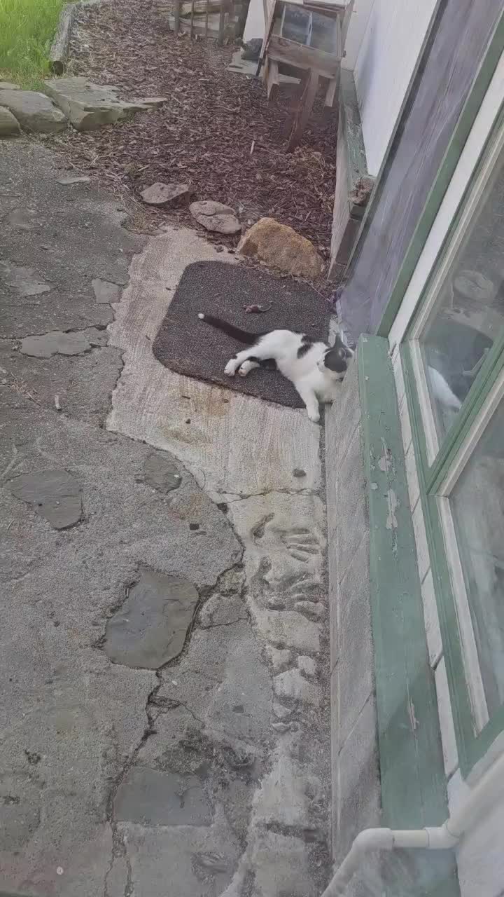 @Mo El Kitty Gato