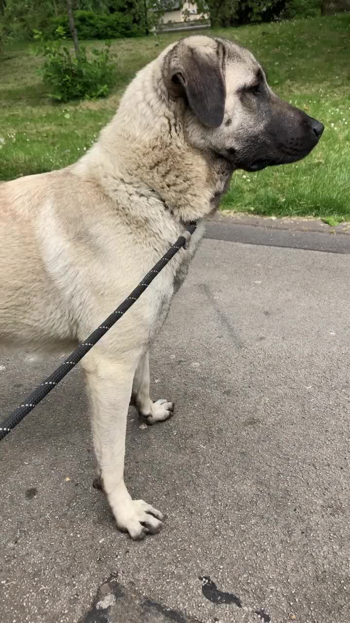 @Uk kangal kennels