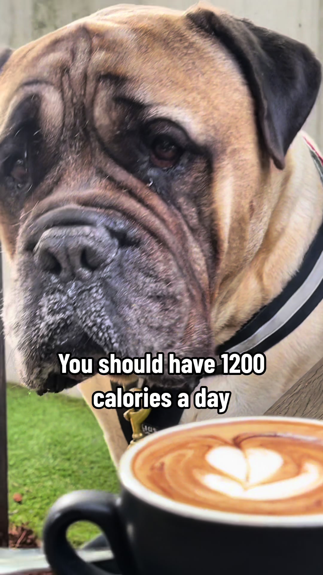 @Axel Rose | Bullmastiff