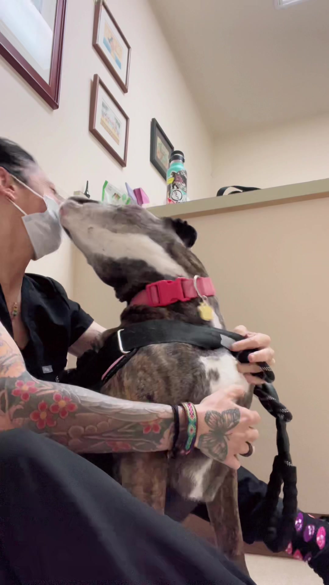 @Elite Pet Dental