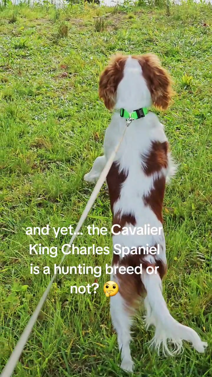 @Rocky Cavalier King Charles