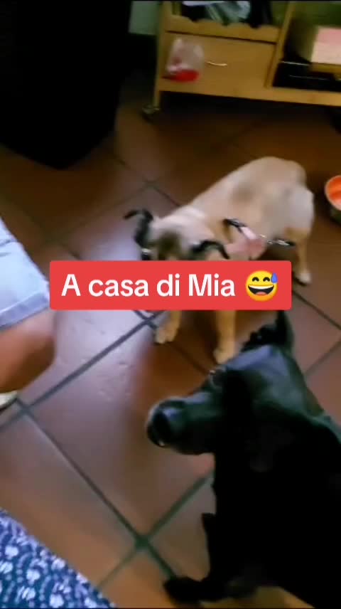 @briciola221dina24