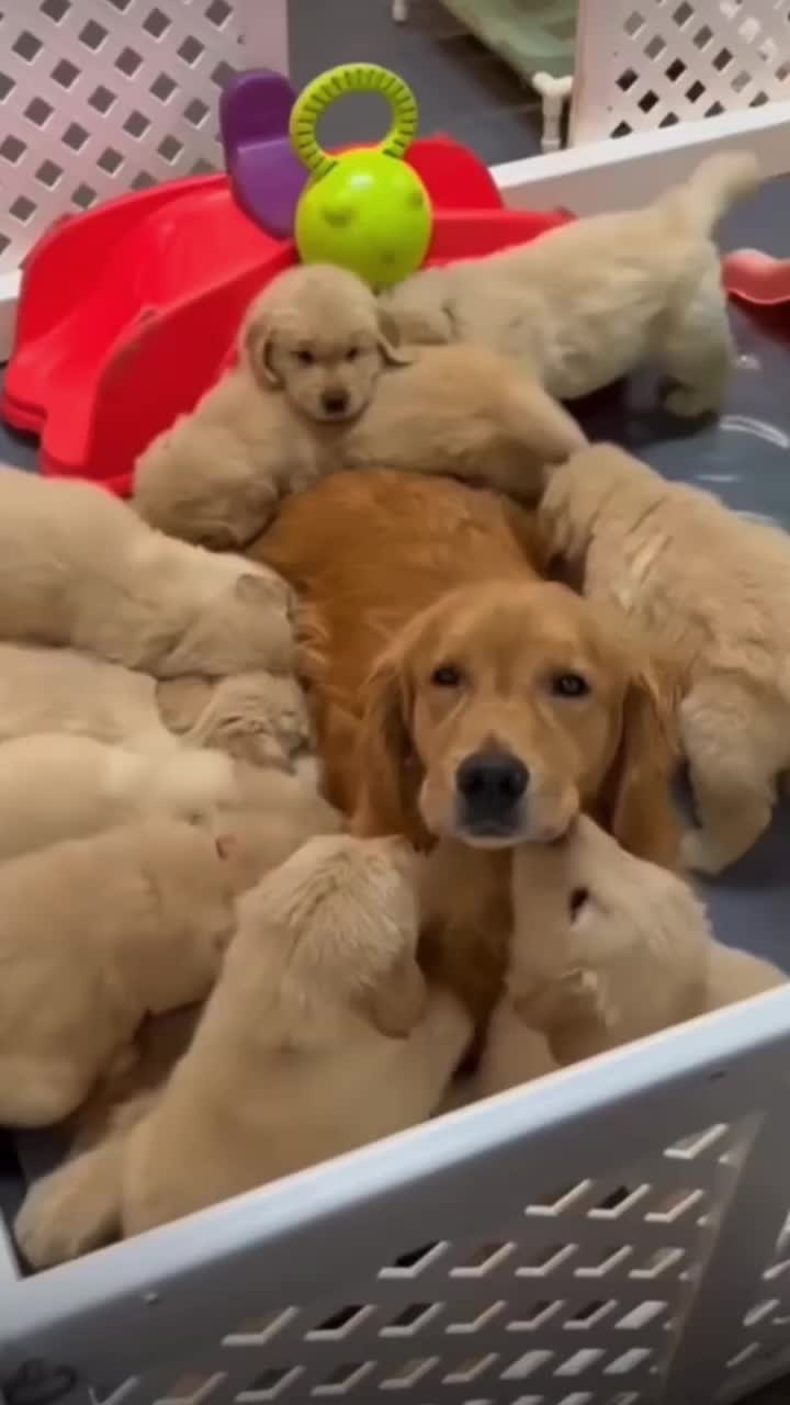 @kolom_golden_retrievers