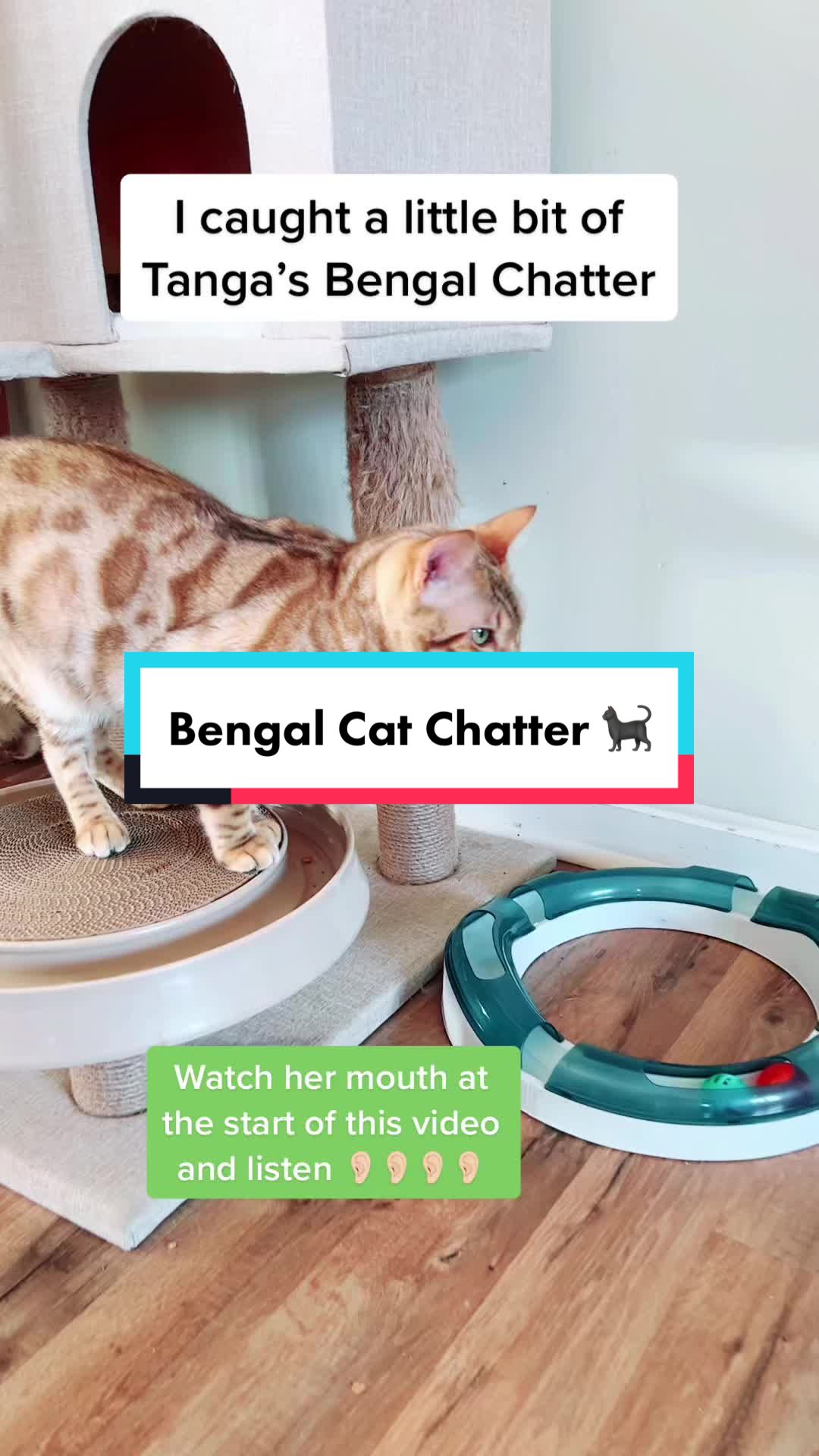 @wonderspotsbengals