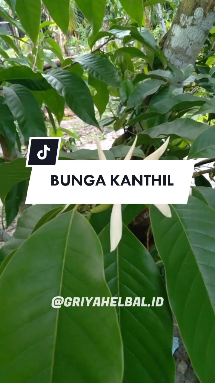 @🌱 𝙳𝚊𝚙𝚞𝚛 𝙷𝚎𝚛𝚋𝚊𝚕 🌿