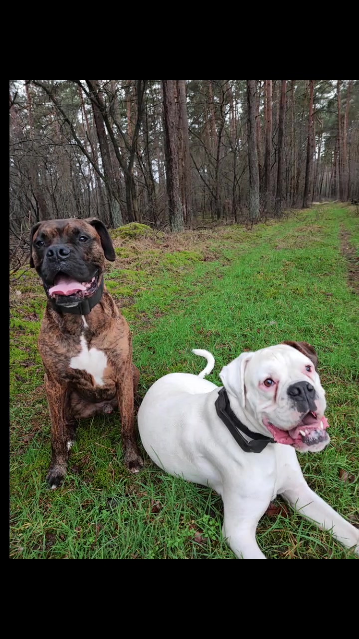 @proudboxermom