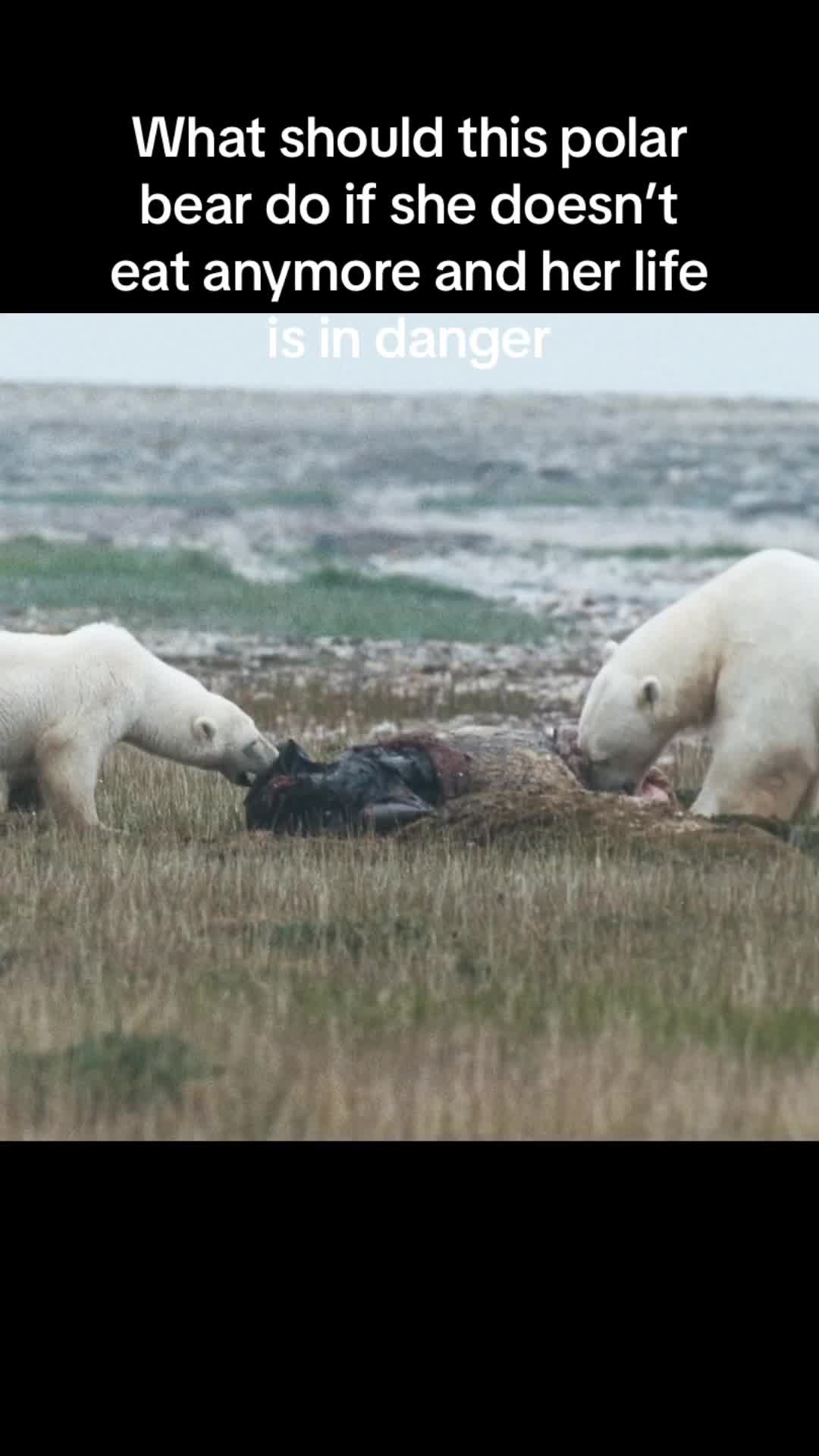 @aboutanimals