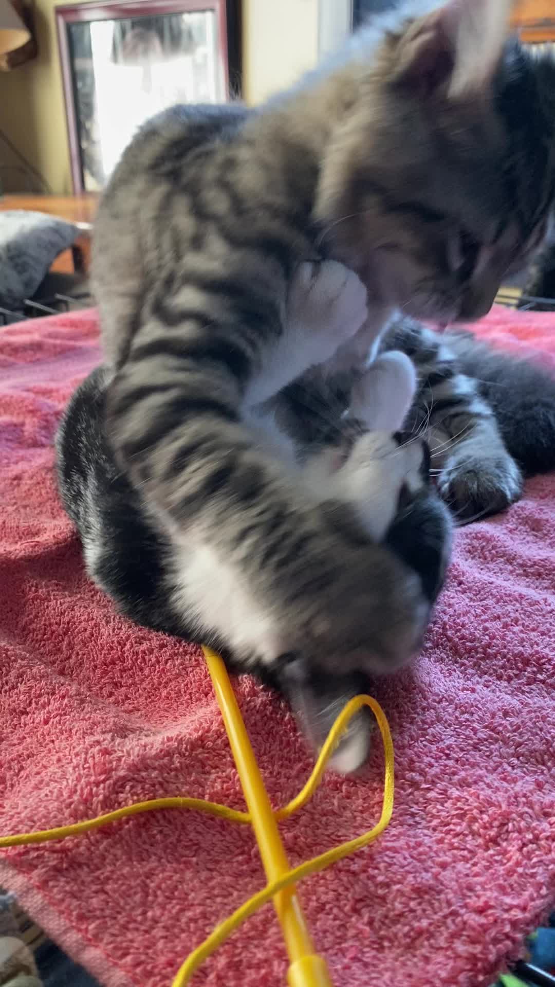 @Lennon & Ringo the kittens