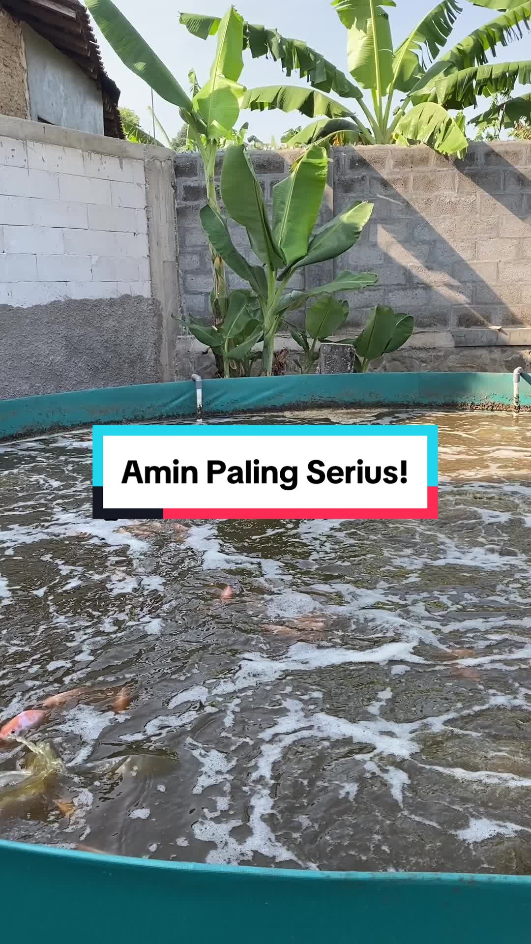 @Berkah Jaya Fish Farm