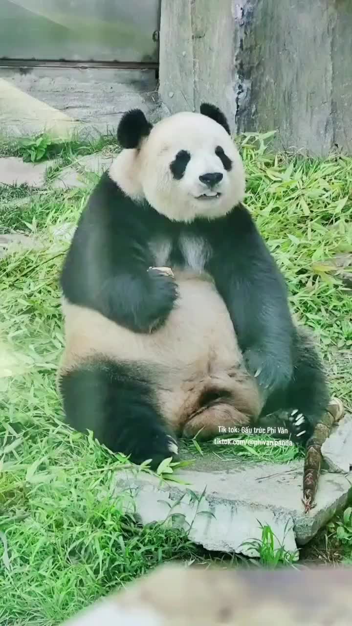 @Gấu tr&uacute;c Phi V&acirc;n