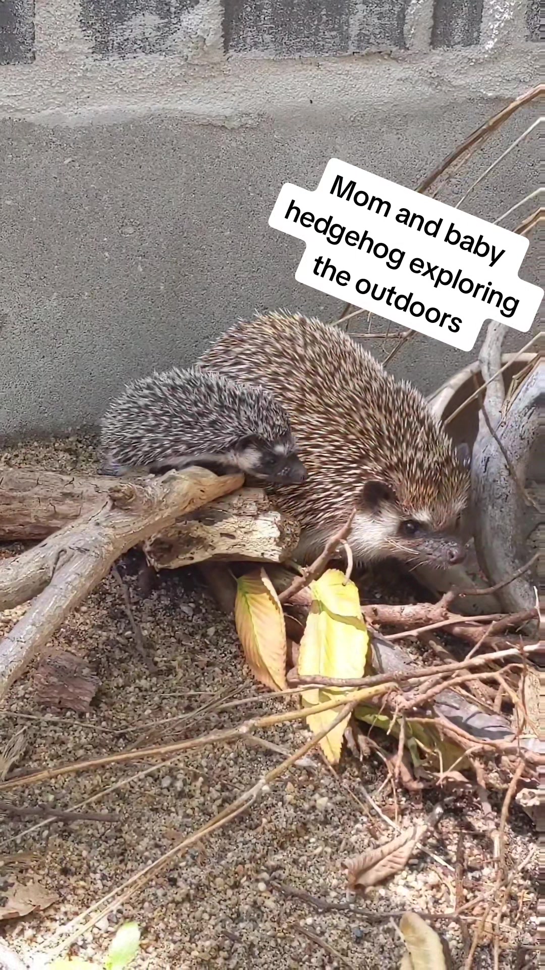 @hedgehogprecision