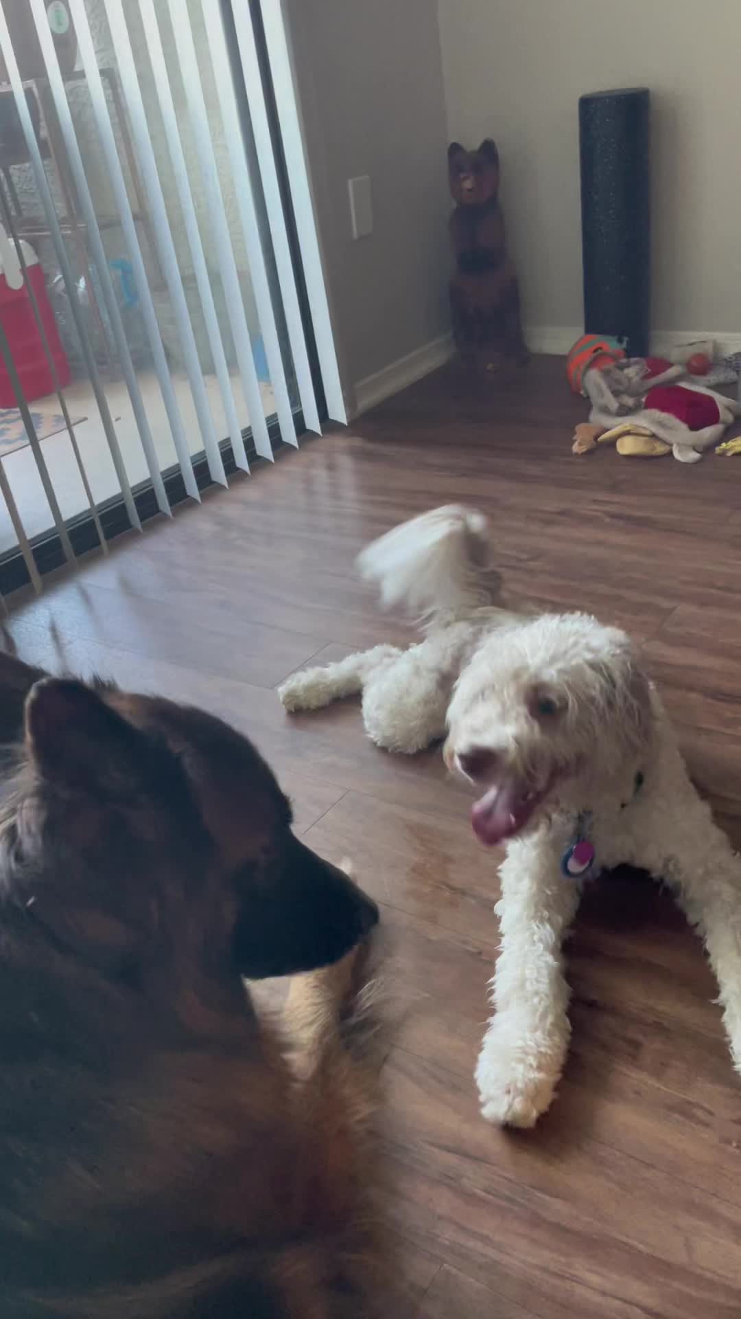 @K9_Bear&Riska