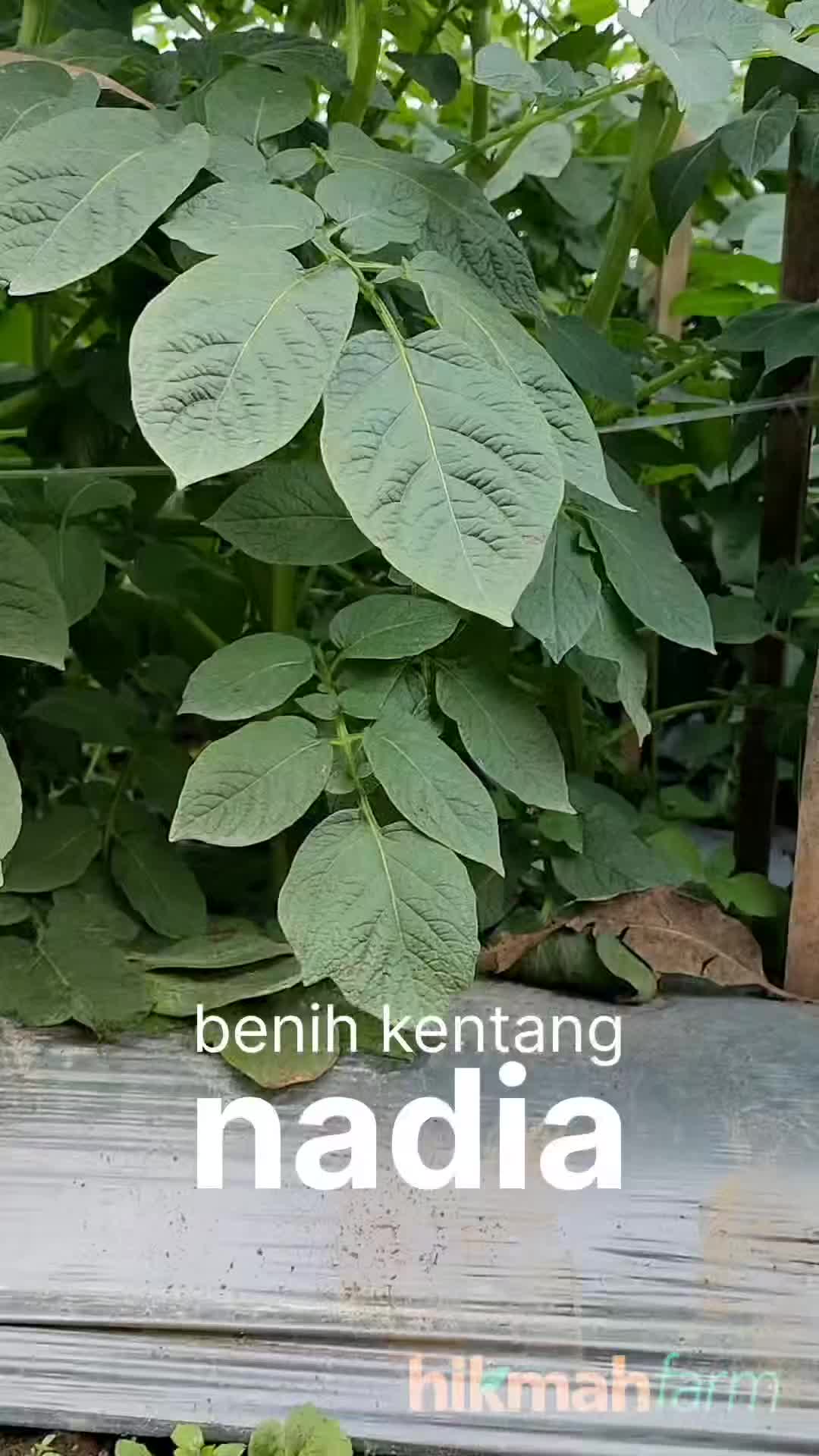 @@hikmahfarm_pangalengan