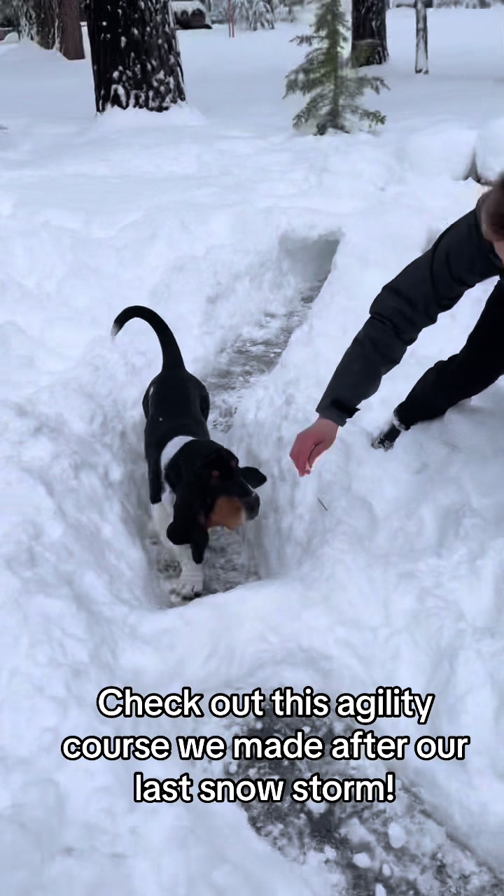 @Prestigious.Pooch