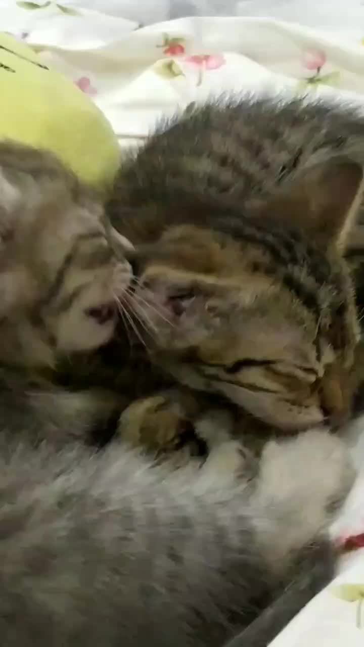 @Gelikskr