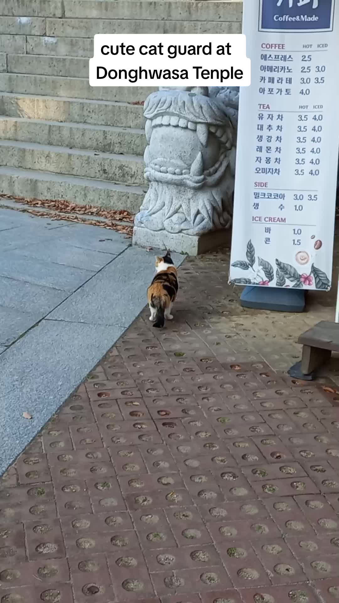 @Random Cat Stuff