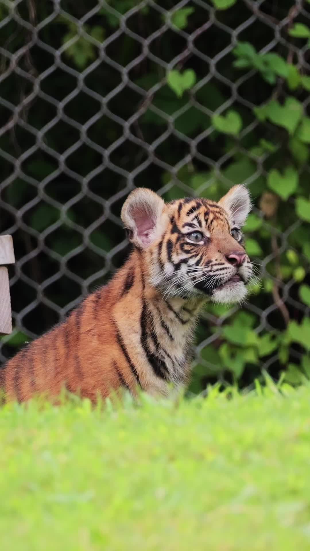 @memphiszoo