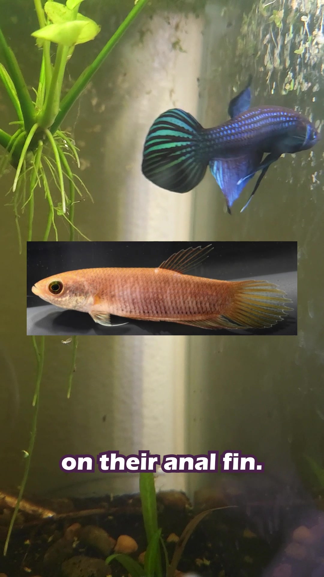 @Wicked Bettas