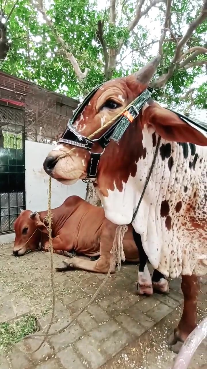 @UsamaUsmani