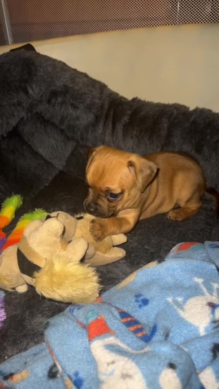 @Happy Tails Rescue, Inc.