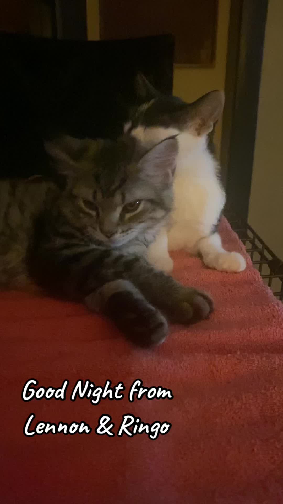 @Lennon & Ringo the kittens