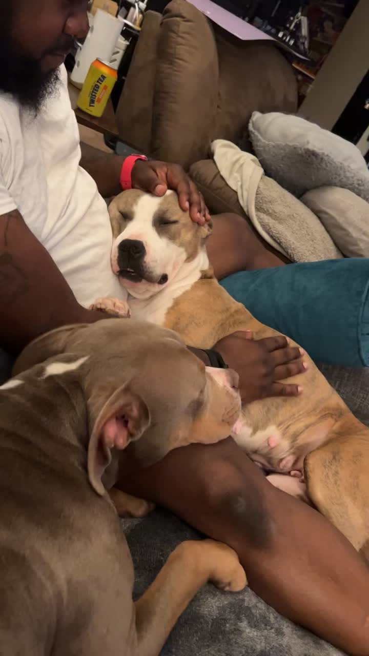 @hairstylingdoglady