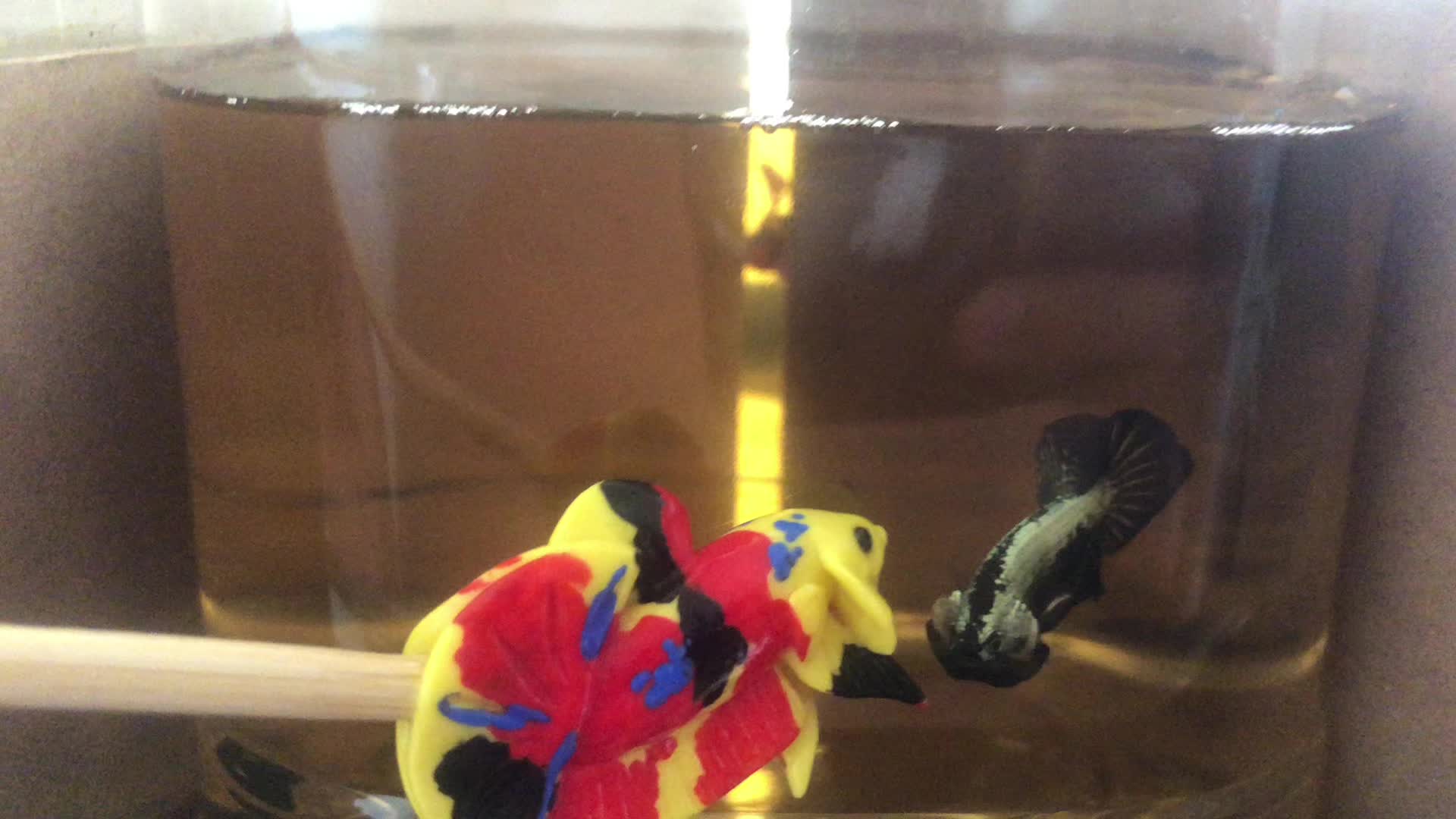 @The Betta-Buddy Shop