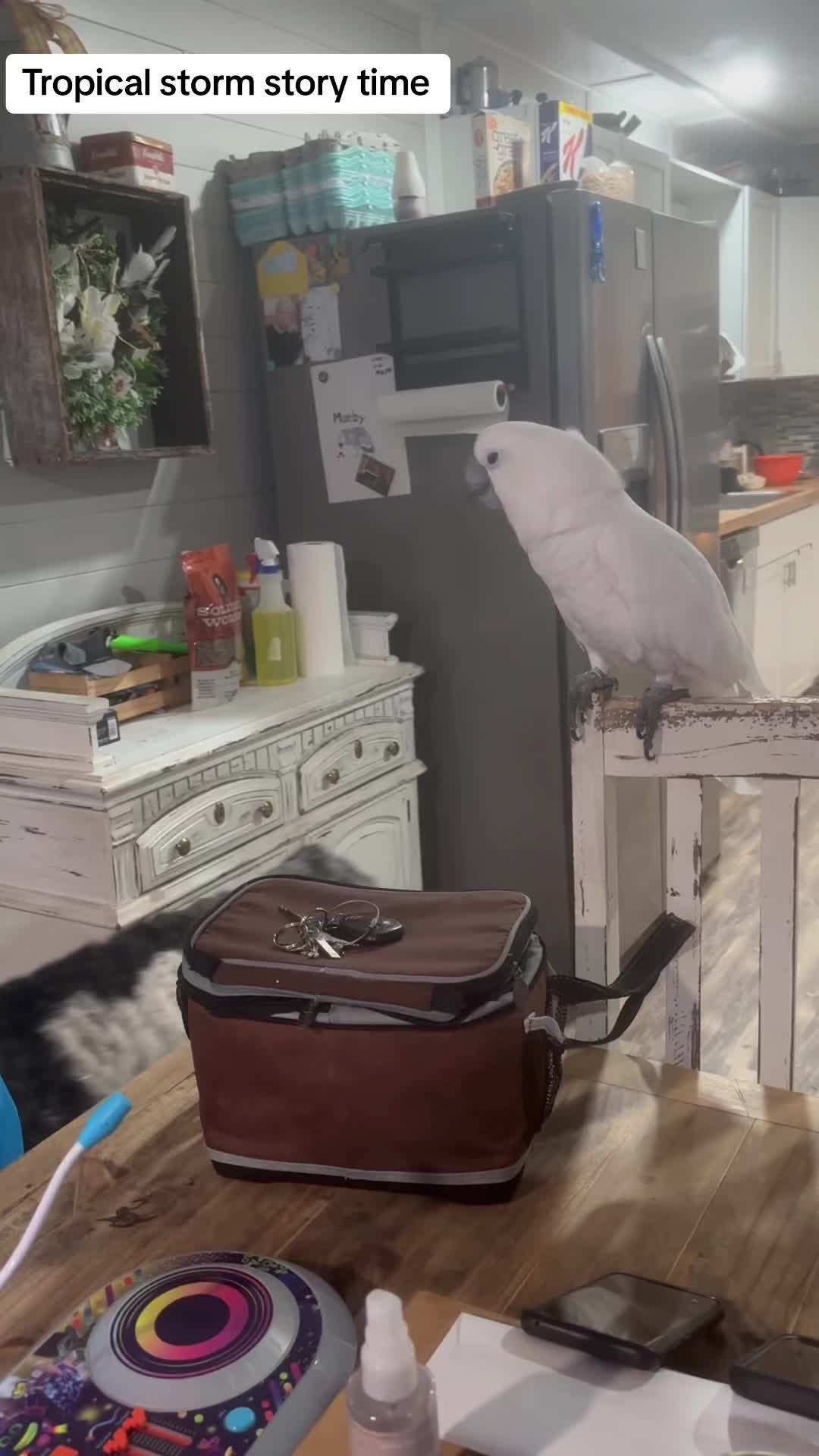 @Buster the cockatoo