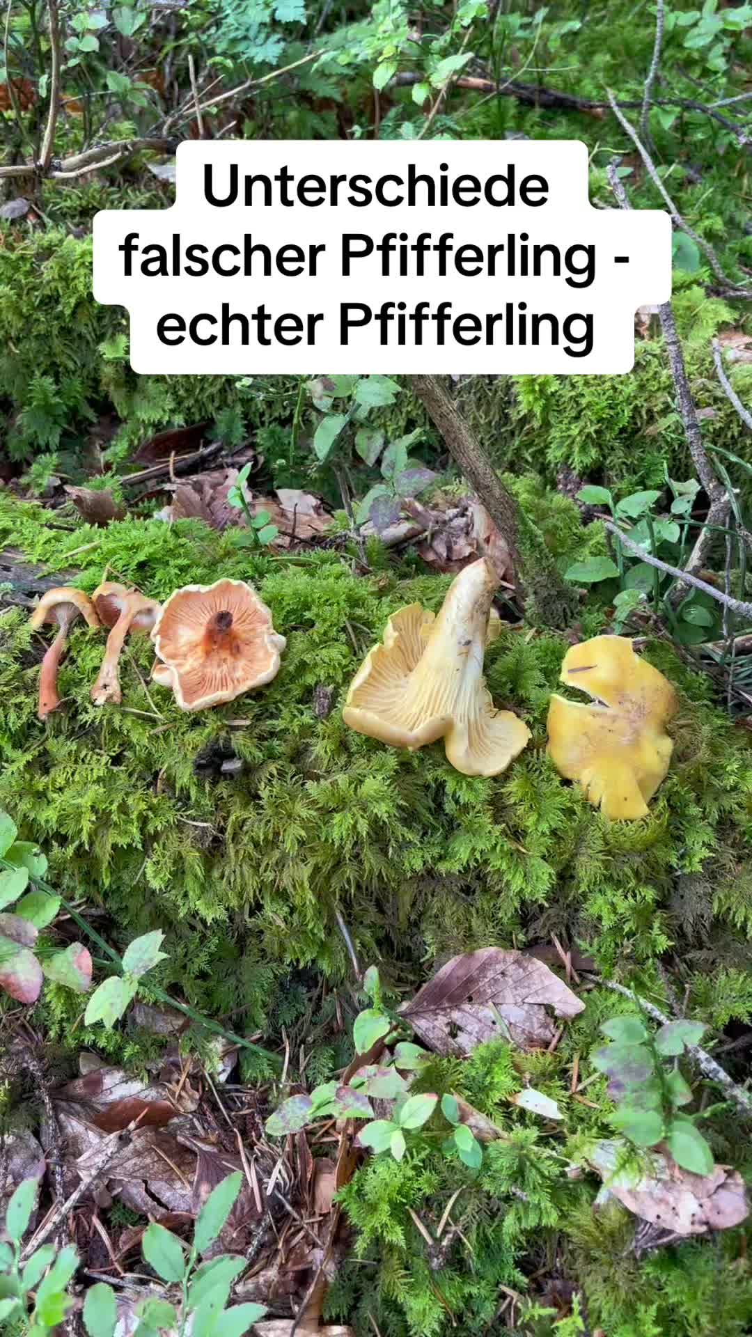 @Pilze🇨🇭