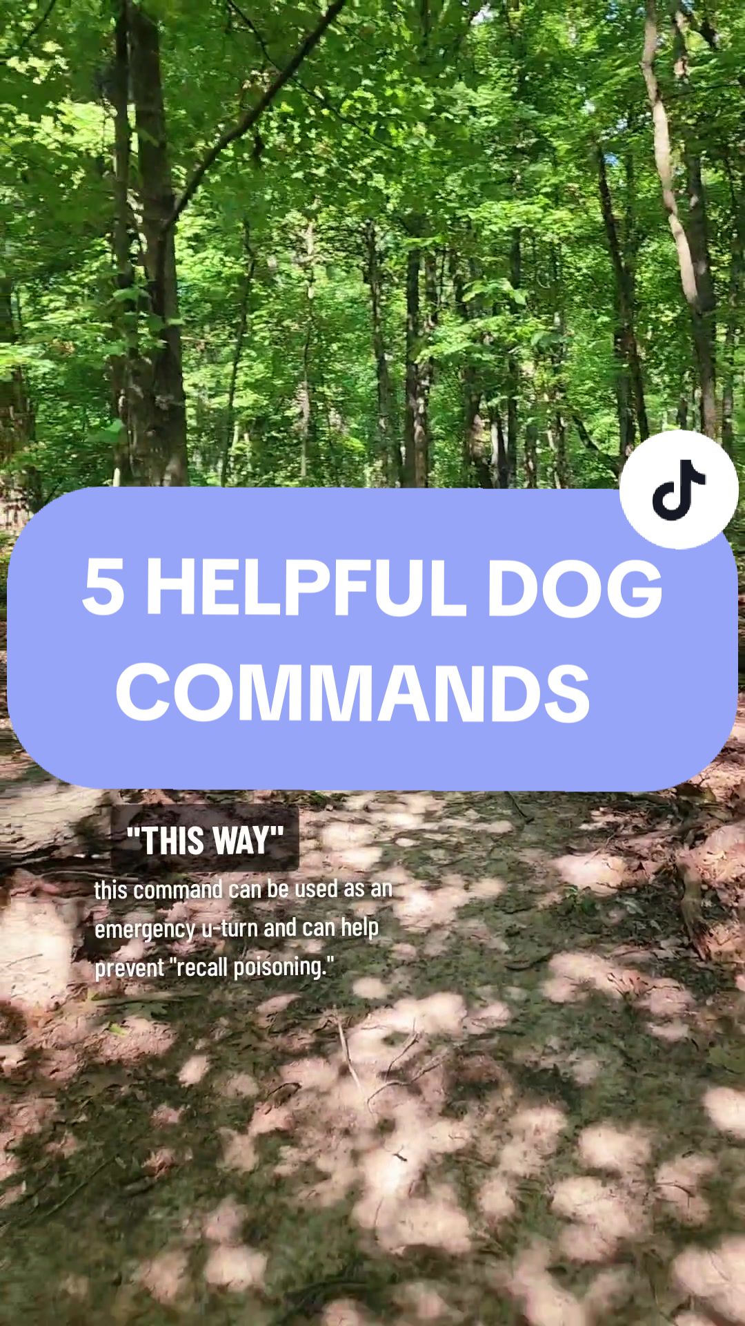 @Canine Wonders Training