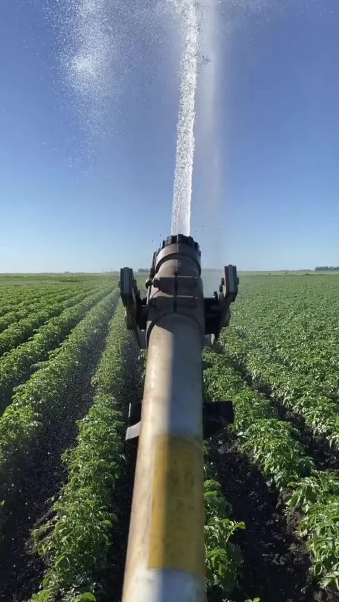 @Dollyfarms