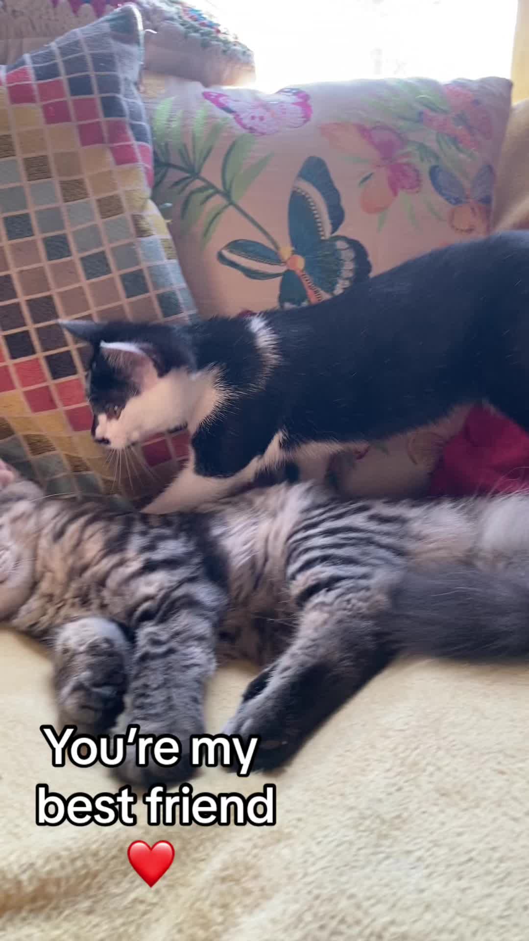 @Lennon & Ringo the kittens