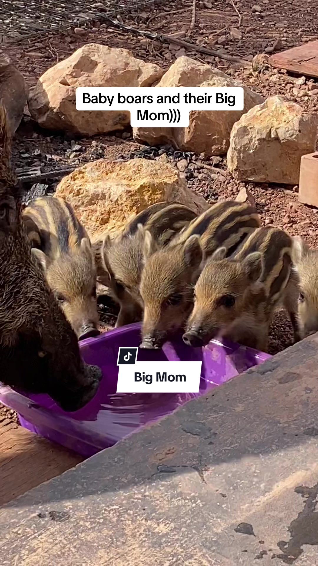 @Cute Boars