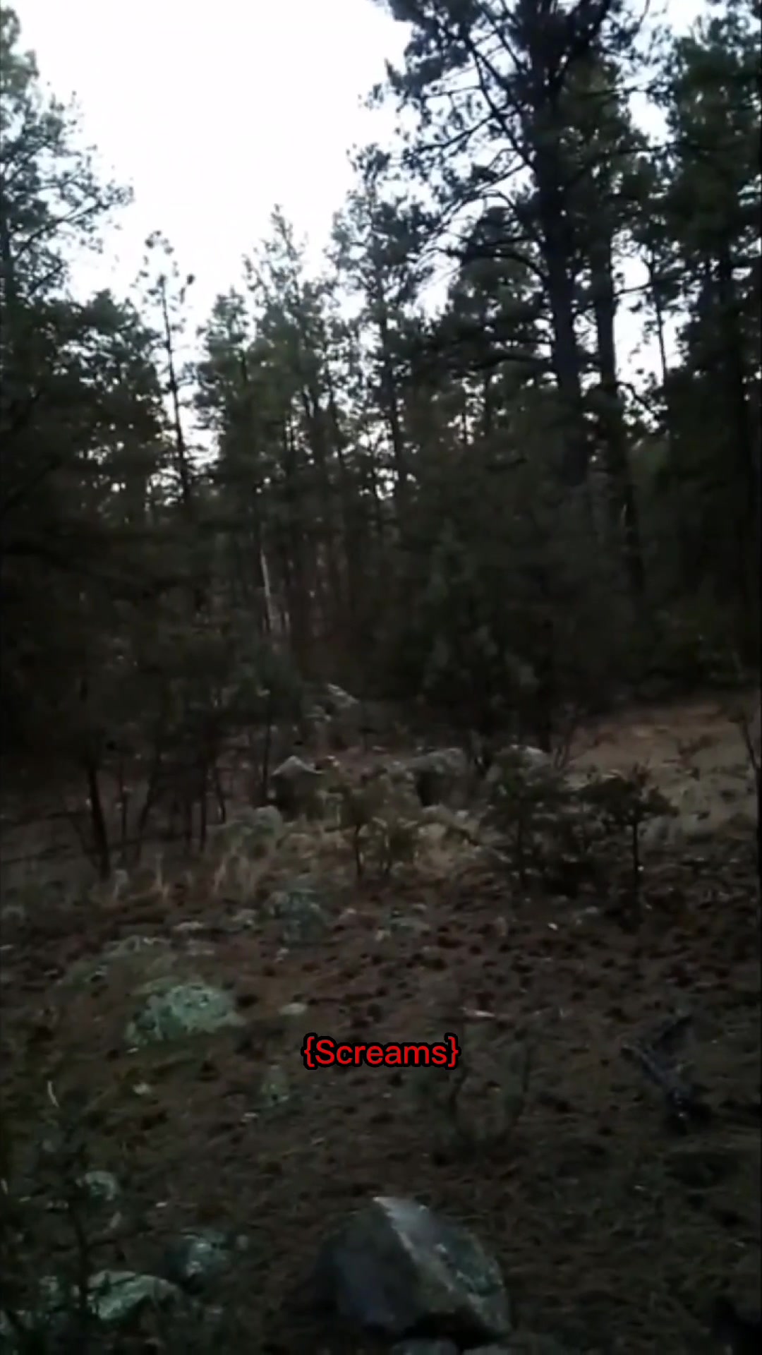 @DarkMoose