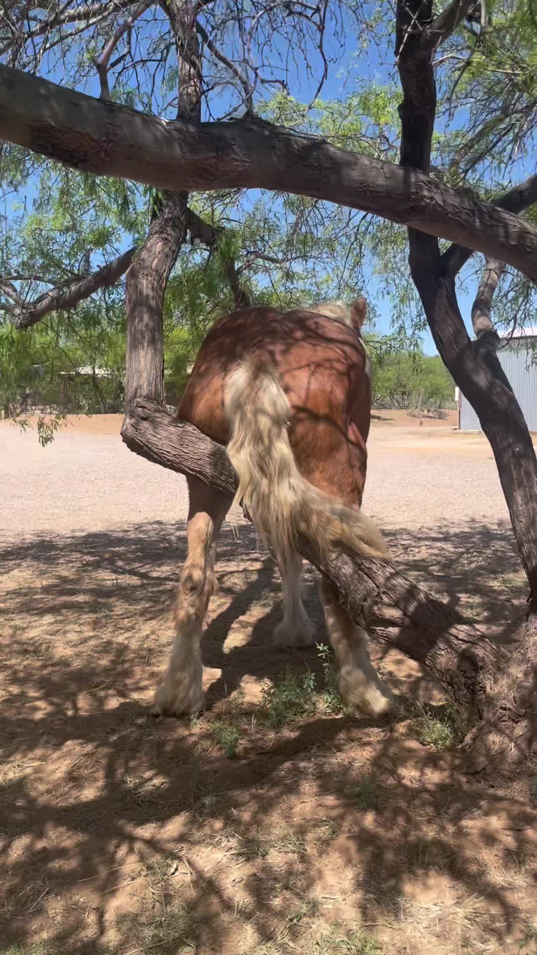 @Apache Powder Ranch