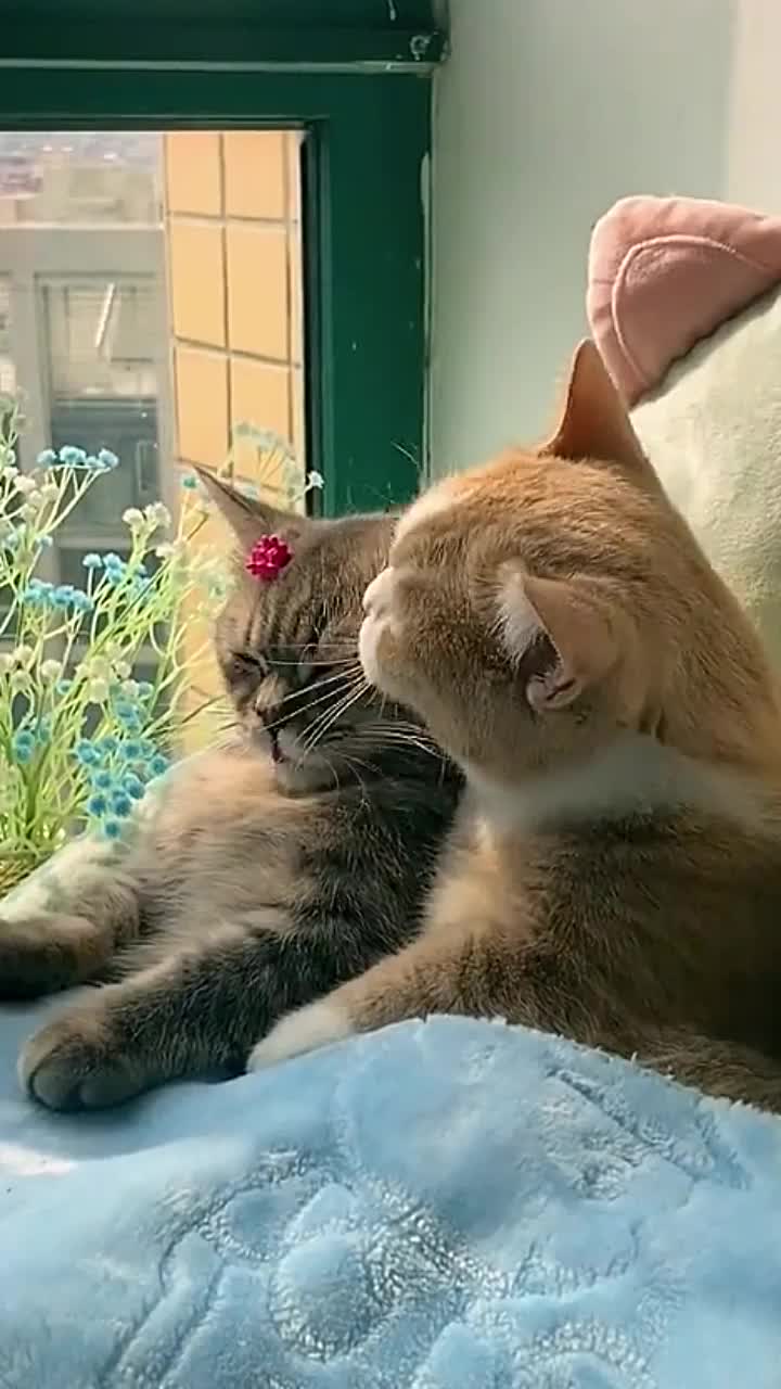 @Cute_babys