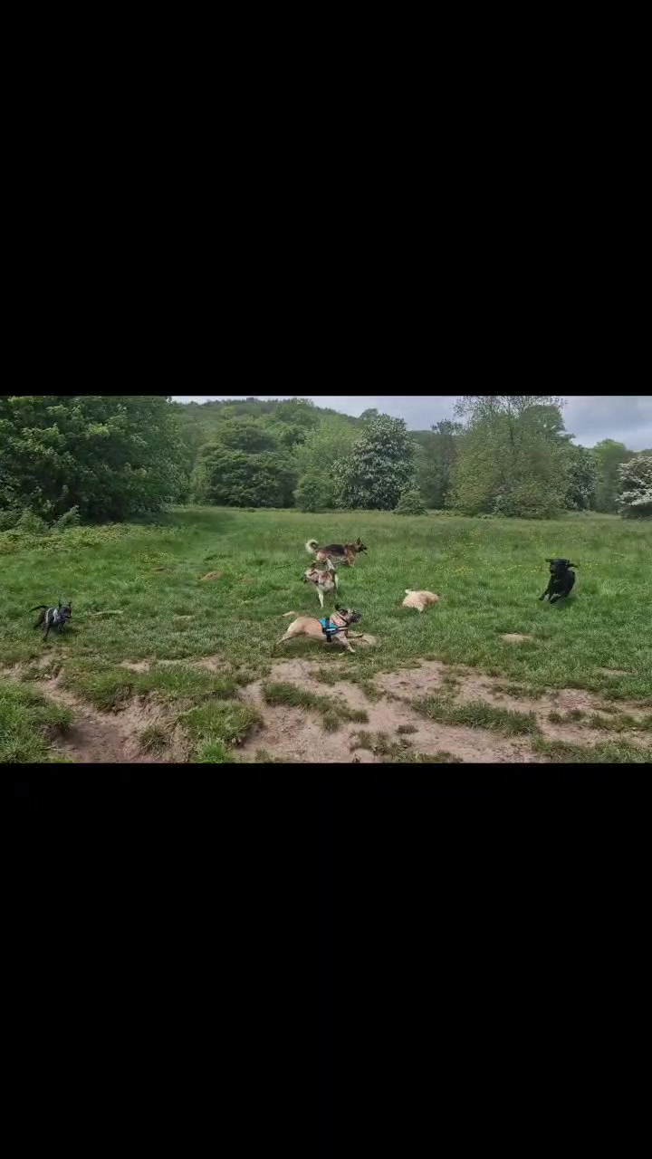 @woofTowalk