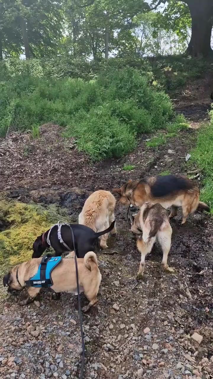 @woofTowalk