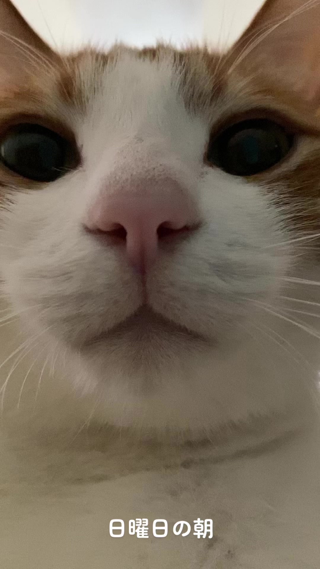 @猫のはっさく