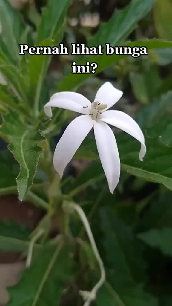 @dang.heru