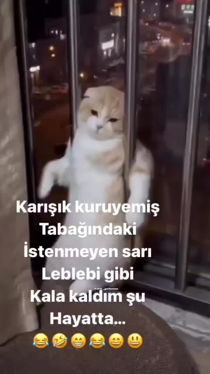 @&ccedil;ılgın...kediler
